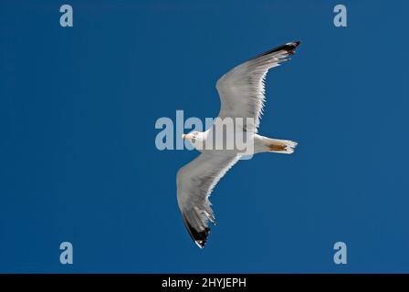 Giallo-zampe (gabbiano Larus cachinnans) in volo, Isola del Giglio,Toscana, Italia Foto Stock