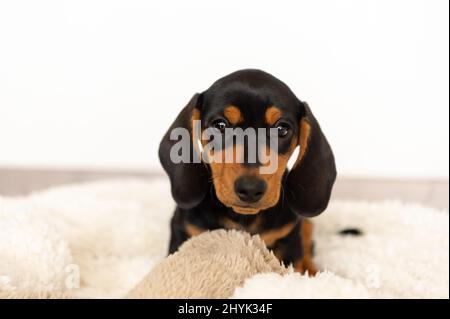 Carino piccolo cane salsiccia 10 settimane Foto Stock