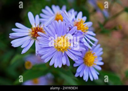 Michaelmas-Daisy fiori europei (Aster amellus) Foto Stock