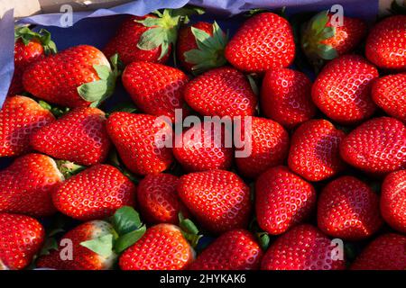 Fragole succulente mature nel cestino per trucioli a fine stagione estiva Foto Stock