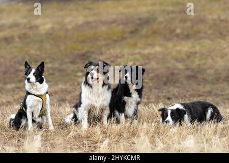 Un grande pacchetto di cani obbedienti - Border Collies in diverse età dal cane giovane al senior Foto Stock
