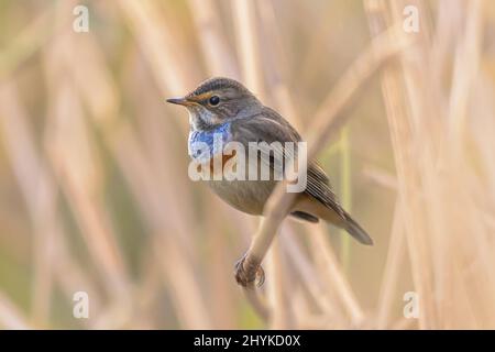 Scarafer comune (melolontha melolontha) scarafaggio poggiato su erba. Fauna selvatica scena della natura in Europa. Paesi Bassi. Foto Stock