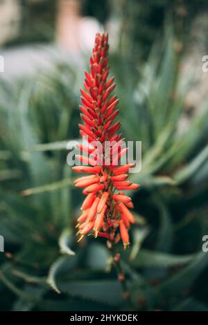 Colpo verticale di candelabra aloe che cresce nel giardino Foto Stock