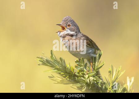 Greater Whitegroove (Curruca communis) è un comune e diffuso wWrbler tipico che viene prodotto in tutta Europa. Arroccato sul ramo di Bush in natura Foto Stock