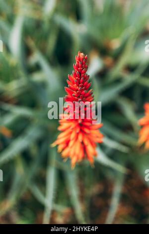 Colpo verticale di candelabra aloe che cresce nel giardino Foto Stock