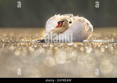 Mute Swan (Cygnus olor) Nuoto sul lago in scintillante retroilluminazione. Questa è una specie di cigno ed un membro della famiglia degli uccelli acquatici Anatidae. Fauna selvatica SCE Foto Stock