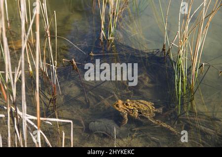 Rospo comune (Bufo bufo), paia di uova, linee di riproduzione, stagno, Cantone Soletta, Svizzera Foto Stock