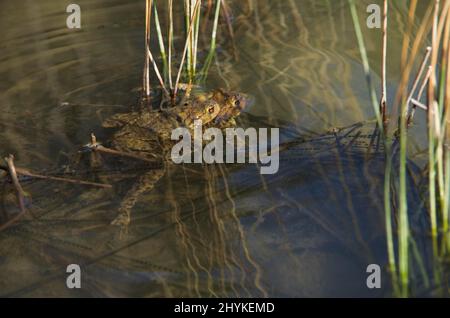 Rospo comune (Bufo bufo), paia di uova, linee di riproduzione, stagno, Cantone Soletta, Svizzera Foto Stock