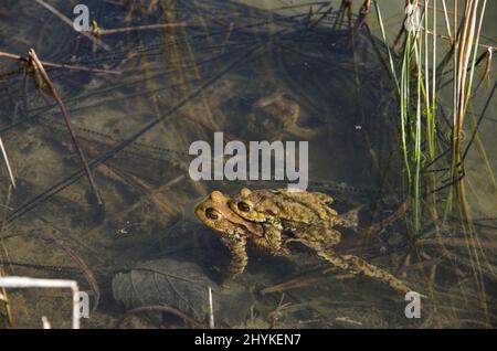 Rospo comune (Bufo bufo), paia di uova, linee di riproduzione, stagno, Cantone Soletta, Svizzera Foto Stock