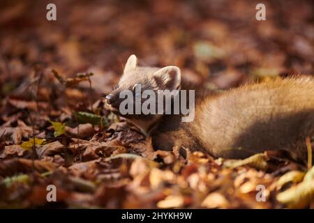 Pineta europea (Martes Martes) che giace sul terreno, Baviera, Germania Foto Stock