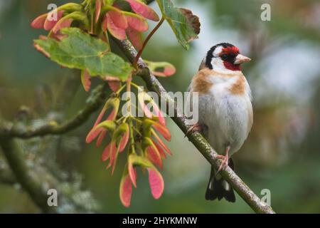 Goldfinch europeo (Carduelis carduelis), goldfinch, Galles, Gran Bretagna Foto Stock