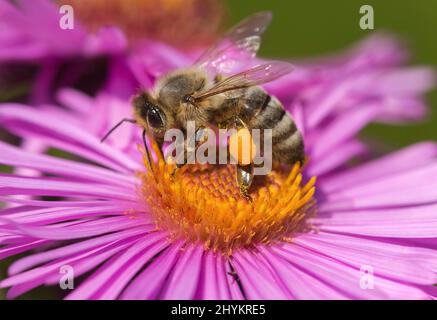 Raccolta di polline di api da miele (API) con paniere di polline riempito sulle zampe posteriori, Vallese, Svizzera Foto Stock