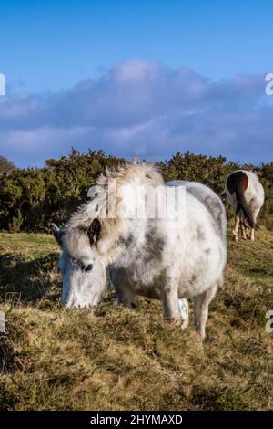 La prima sera si illuminano su un iconico pony Bodmin che pascola su Craddock Moor sul robusto Bodmin Moor in Cornovaglia UK. Foto Stock