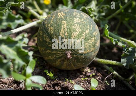 Frutto della mela amara (Citrullus cococynthus), Sassonia, Germania Foto Stock