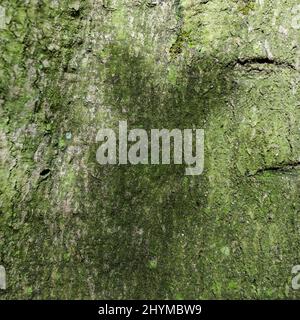 Gioco d'ombra su un tronco d'albero, abbaio Foto Stock