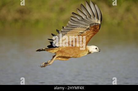 Falco nero-collato (Busarellus nigricollis), in volo su un tratto d'acqua, Brasile, Pantanal Foto Stock