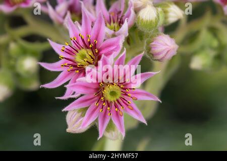 Galline e polli, porri, houseleek, houseleek comune (Sempervivum tectorum), fiori, Germania, Baviera Foto Stock