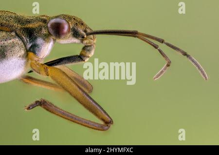 pattinatori per laghetti, baracche, pattinatori per laghetti (Gerridae), ritratto, Germania, Baviera Foto Stock