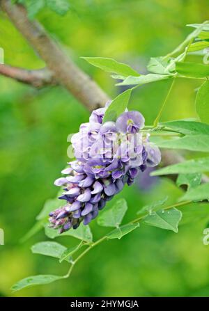 American Wisteria (Wisteria frutescens 'Amethyst Falls', Wisteria frutescens Amethyst Falls), cultivar Amethyst Falls Foto Stock