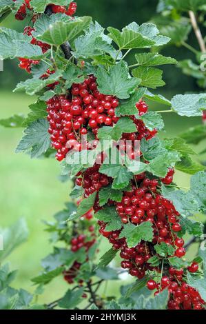 Ribes rosso settentrionale (Ribes rubrum 'Rondom', Ribes rubrum Rondom), ribes rosso su un cespuglio, cultivar Rondom, Germania Foto Stock