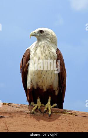 Kite bravminio (Haliastur indus), arroccato su un ramo, Thailandia Foto Stock