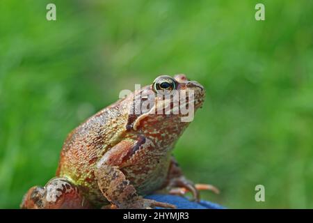 Primo piano di una rana di palude (Pelophylax ridibundus) seduta su una foglia verde Foto Stock