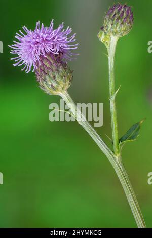 Cardo canadese, cardo strisciante (Arvense Cirsium), testa di fiore e germoglio, Germania, Baviera Foto Stock