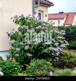 bigleaf hydrangea (Hydrangea sargentiana, Hydrangea aspera subsp. Sargentiana), fiorente in un giardino, Germania Foto Stock