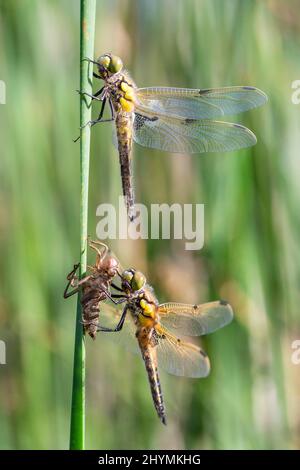libellula a quattro macchie, Chaser a quattro macchie, quattro spot (Libellula quadrimaculata), due libellulas appena covata con essuvia, Germania, Baviera Foto Stock