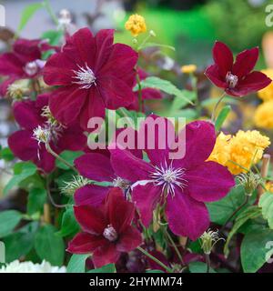 clematis (Clematis 'Rouge Cardinal', Clematis Rouge Cardinal), fiori della cultivar Rouge Cardinal Foto Stock
