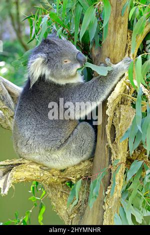 koala, orso koala (Phascolarctos cinereus), si trova su un albero di eucalipto, Australia, Victoria, Kangaroo Island Foto Stock