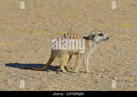 Suricate, sottile-tailed meerkat (Suricata suricatta), nella luce del mattino, Namibia, Keetmanshoop Foto Stock