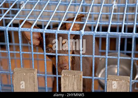 Pinscher in miniatura (Canis lupus F. familiaris), in vendita in gabbia, vista frontale , Thailandia, Pat Chong Foto Stock