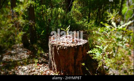 Banksia che semina da un ceppo registrato. Foto Stock