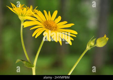 Grande leopardo-bane (Doronicum pardalianches), fiori e germogli, Austria, Tirolo Foto Stock
