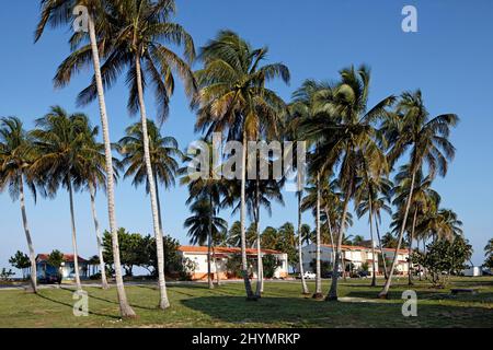 Bungalow a schiera, due piani, in palmeto, palme da cocco (Cocos nucifera) Hotel, complesso bungalow, Maria la Gorda, Pinar del Rio Provincia, Cuba Foto Stock