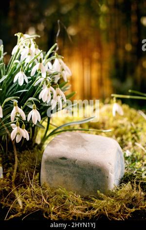 Primavera foresta nevicate, bella prima fiore primavera fiori bianchi su muschio nella foresta selvaggia. Pietra cubica come podio espositore per prodotti ecologici naturali. C Foto Stock