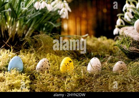 Saluto di Pasqua. Quail uova di colore in fila su muschio nella foresta di primavera con la prima bella fiore bianco nevicate fiori nella foresta selvaggia sullo sfondo. E Foto Stock
