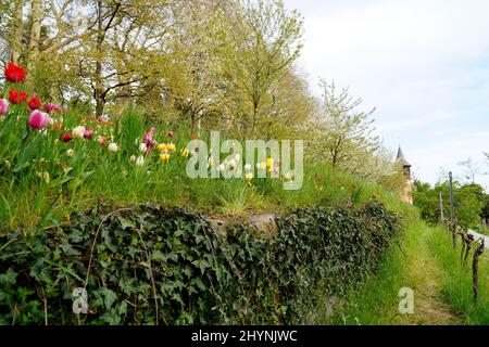 Un lussureggiante prato di primavera pieno di tulipani colorati sull'Isola dei Fiori Mainau in una giornata di aprile soleggiato con le Alpi tedesche sullo sfondo (lago di Costanza) Foto Stock