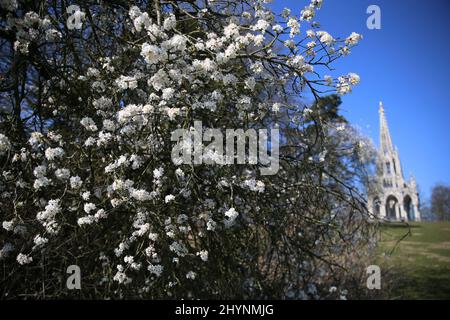 (220315) -- BRUXELLES, 15 marzo 2022 (Xinhua) -- i fiori in fiore si trovano nel parco di Laeken a Bruxelles, Belgio, 10 marzo 2022. (Xinhua/Zheng Huansong) Foto Stock