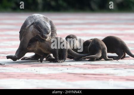Singapore. 15th Mar 2022. Cuccioli di lontra selvaggi e lisci della famiglia Bishan sono visti nel bacino di Kallang di Singapore, 15 marzo 2022. Credit: Allora Chih Wey/Xinhua/Alamy Live News Foto Stock