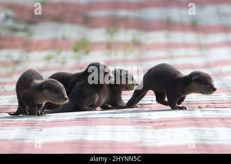 Singapore. 15th Mar 2022. Cuccioli di lontra selvaggi e lisci della famiglia Bishan sono visti nel bacino di Kallang di Singapore, 15 marzo 2022. Credit: Allora Chih Wey/Xinhua/Alamy Live News Foto Stock