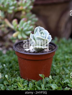 Primo piano verticale di Echeveria lilacina, nome comune fantasma echeveria. Foto Stock