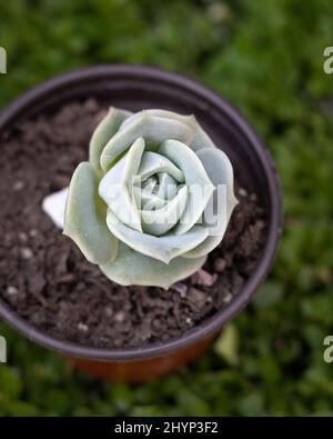 Primo piano verticale di Echeveria lilacina, nome comune fantasma echeveria. Foto Stock