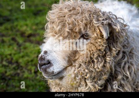 Una pecora lanosa che pascolano in un prato verde. Sorriso felice su Pretty Face, con la concentrazione Sharp. Foto Stock