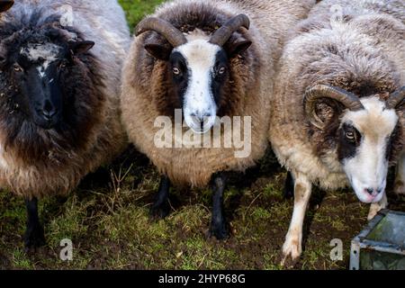 Un gruppo di pecore bianche e nere pascolano in un prato verde. Messa a fuoco nitida sul viso a contrasto Foto Stock