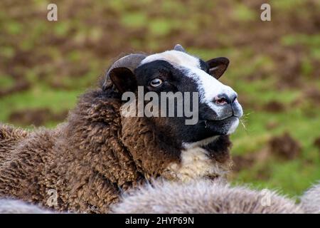 Una faccia di pecora bianca e nera pascolano in un prato verde. Messa a fuoco nitida sul viso a contrasto Foto Stock