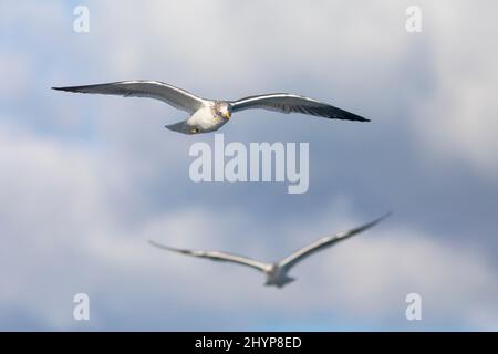 Gabbiani a sfondo nero (Larus fuscus) che volano intorno ad una barca nel Mar Mediterraneo. Tarragona, Catalogna, Spagna, Europa. Foto Stock