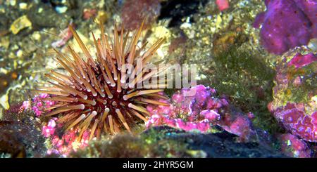 Sea Urchin, Paracentrotus lividus, Parco Regionale Cabo COPE Puntas del Calnegre, Mar Mediterraneo, Murcia, Spagna, Europa Foto Stock