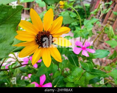 Fuoco selettivo di piccolo girasole giallo Foto Stock